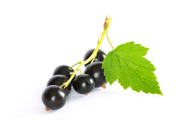 black currant