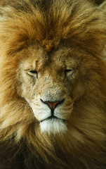 sleeping  african lion