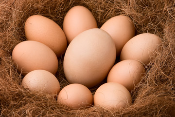 Bigger egg and regular