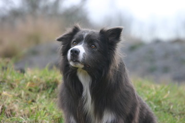 un border collie bien attentif