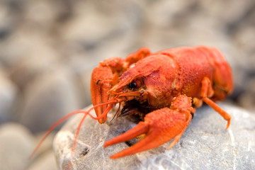 Boiled crawfish on pebble beach of Crimean Black sea coast
