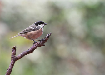Garden Bird - Coal Tit - Parus ater