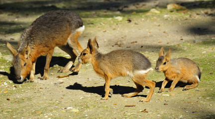 Naklejka premium The Pampas of central and southern Argentina