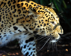 Fototapeta na wymiar Widok Panther zwanej północnej chińskiej pantera
