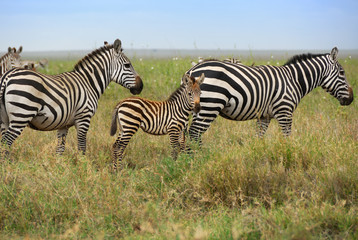 Obraz na płótnie Canvas Zebra's family in Serengeti