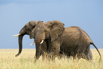 Two afraid african elephants running in savanna