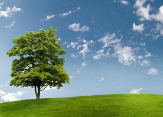 Fototapeta na wymiar Klonowe drzewo na łące