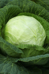 Fototapeta premium Cabbage