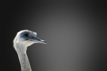 ostrich