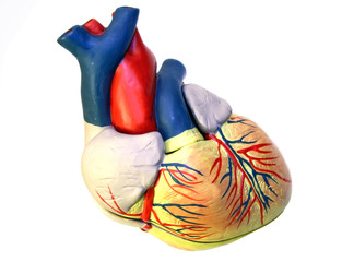 Coeur- maquette vue droite