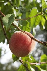 Peach on branch with leaves