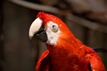 Pappagallo a Miramare