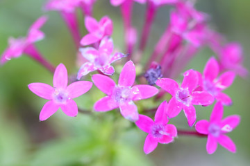 Fototapeta premium Spring Flowers