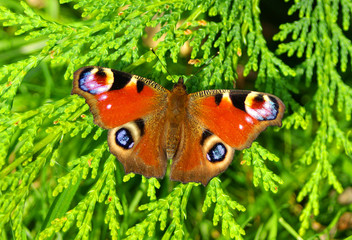 PEACOCK BUTTERFLY ON CONIFER.