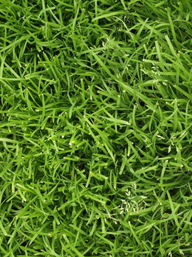 6,568 BEST Cesped IMAGES, STOCK PHOTOS u0026 VECTORS Adobe Stock