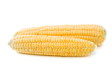 Two ripe yellow corn ears isolated on the white background