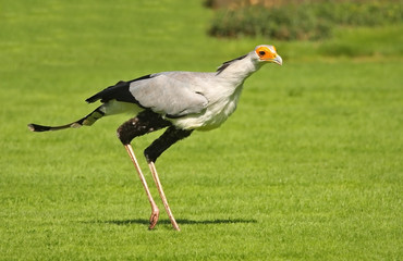 Secretary Bird 1
