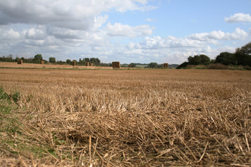 Wheat Field Harvested