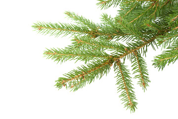 Naklejka premium Fir tree branch. Christmas decoration.