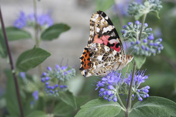 Painted Lady underwings 429