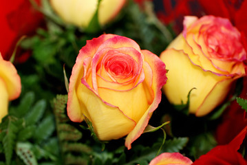 Fototapeta na wymiar Yellow rose a close up. Background