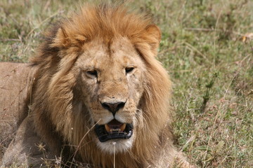 Plakat Löwe in der Masai Mara Kenia