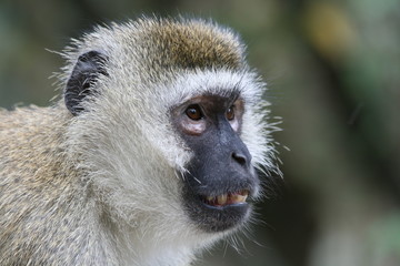 Affe in der Masai Mara Kenia