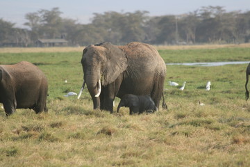 Naklejka na ściany i meble Elefantennachwuchs im Amboseli Nationalpark Kenia