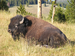 American bison at rest © sharon hitman