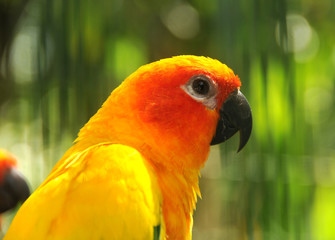 Head shot of rare smuggled Amazon parrot