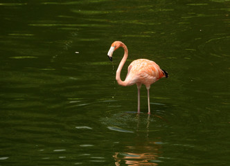 Exotic flamingo bird in natural environment
