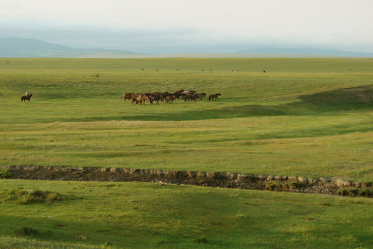 Steppe in Mongolia