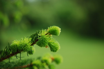 Tip of limb of a pine tree.