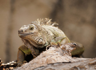 Close up view of exotic lizard on rock