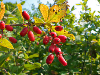 Berberis (Berberis amurensis) 3