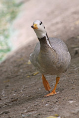 Close up of the curious walking duck.