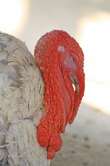 Close up of the turkey's head. Background.