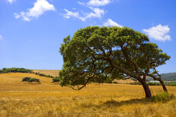 Obraz premium Alberi