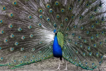 Fotobehang Colorful, beautiful peacock during ritual, mating dance © cooddy