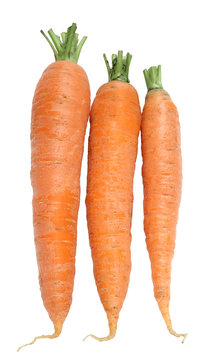 Carrots on a white background.