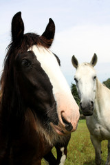 Shirefohlen und Araberstute