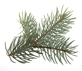 branch of Colorado silver spruce tree isolated on white