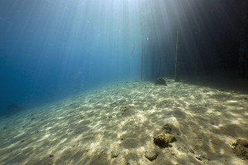 Obraz premium ocean and fish