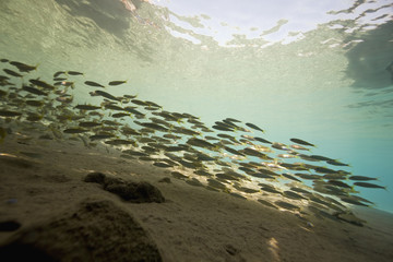 Yellowtail snapper (Ocyurus chrysurus)