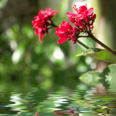 jatropha integerrima