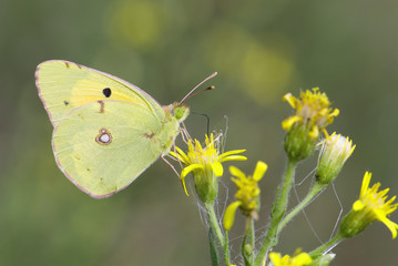 Clouded yellow