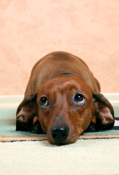 Cute badger-dog is sad
