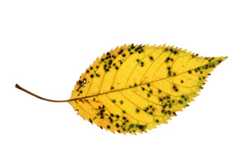 Cherry tree leaf isolated on white background