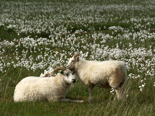 Two sheep in a puffs meadow
