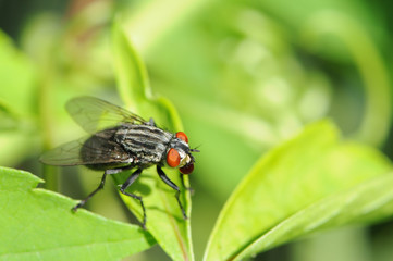 Fototapeta premium Fliege 6